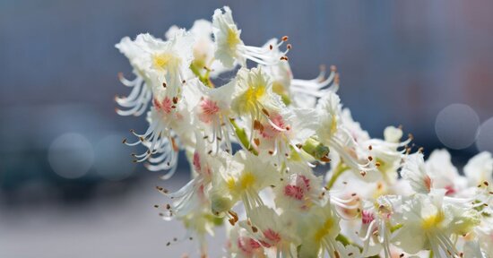 Combatti la tensione mentale con White Chestnut