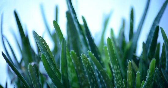 Come assumere Aloe senza conservanti, senza miele, senza distillato?