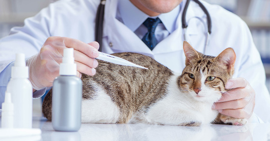 Come capire se il gatto ha la febbre