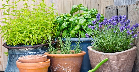 Come coltivare le piante aromatiche in balcone