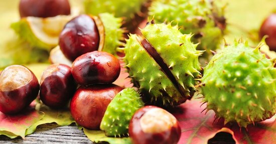 Come l’ippocastano ci sostiene in autunno