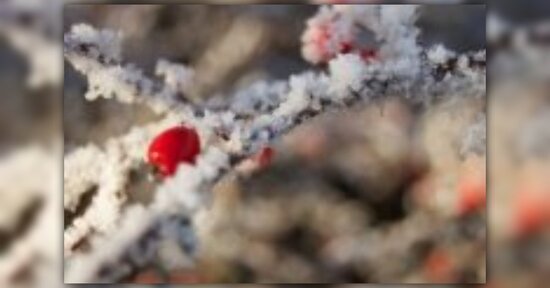 Come sopravvivere all'inverno con i Profumi della Natura