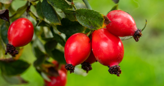 Come usare le bacche di Rosa Canina nella tua erboristeria domestica
