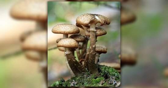 Conosci la micoterapia?