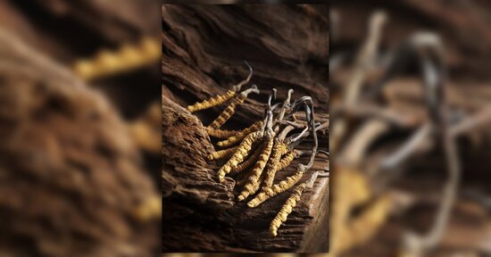Cordyceps Sinensis, il fungo dell'energia