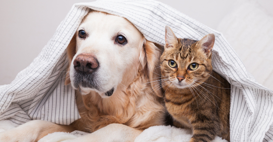 Cosa ci dice la cute del nostro animale?