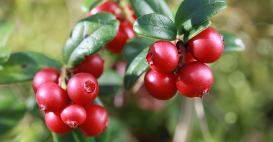 Cranberry: tutti i benefici per la cistite... e non solo!