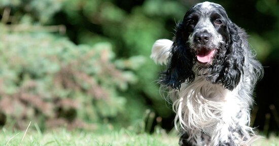 Crocchette per cani e gatti