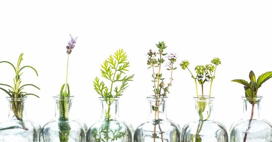 Curarsi con le erbe: sarà vietato?