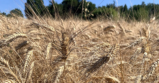 Dai grani antichi ai grani del futuro: bisogna investire sul bio breeding