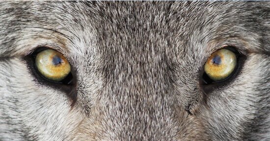 È l'animale che mi porto dentro