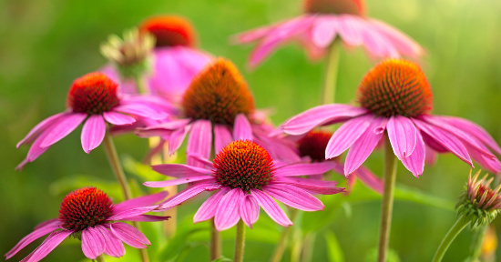 Echinacea: proprietà e benefici