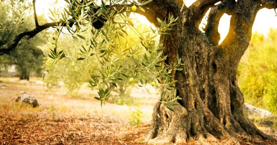 Estratto di foglie di olivo: i benefici