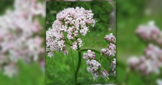 Estratto di valeriana: a cosa serve?