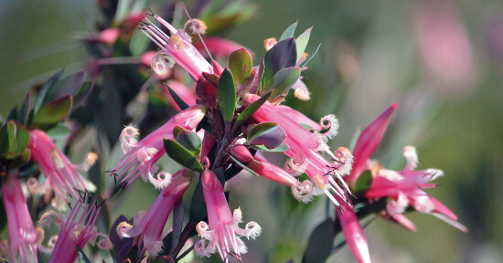 Fiori australiani “al femminile”