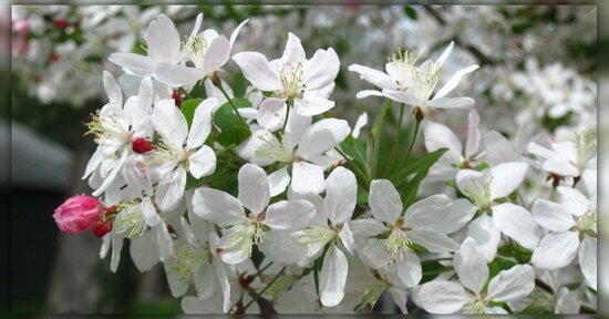 Fiori di Bach: Crab Apple e il bisogno di far pulizia