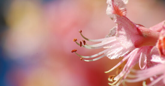 Fiori di Bach e Australiani: come scegliere?