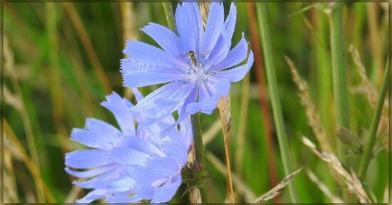 Fiori di Bach: eccessivo attaccamento affettivo?