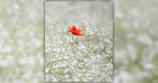 Fiori di Bach: eccessivo autocontrollo?