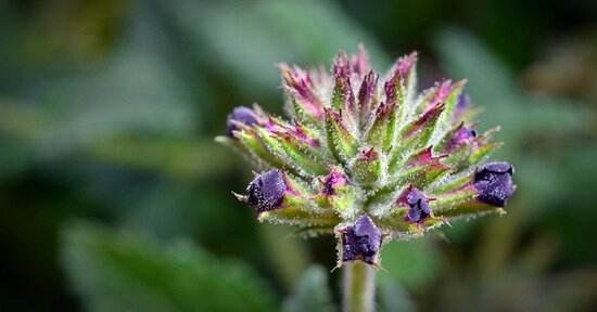 Fiori di Bach: eccesso di energia e iperattività?