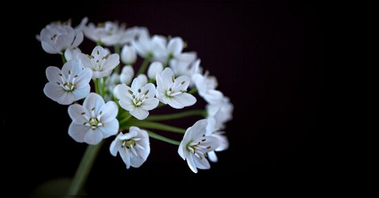 Fiori di Bach: fatichi a stare coi piedi per terra?