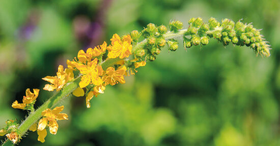 Fiori di Bach fatti in casa
