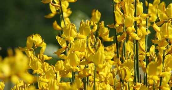 Fiori di Bach, Gorse: per ritrovare la speranza!