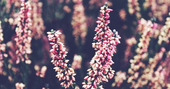 Heather, sviluppa la tua empatia!