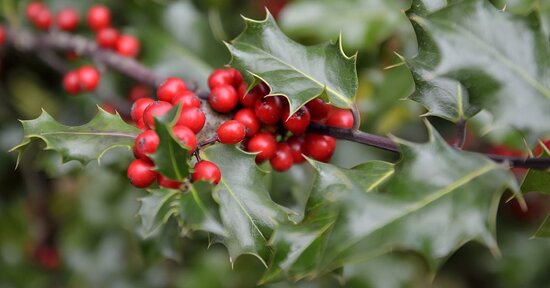 Fiori di Bach: Holly e l'amore superiore