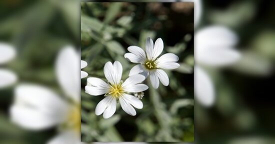 Fiori di Bach: Honeysuckle e Star of Bethlehem