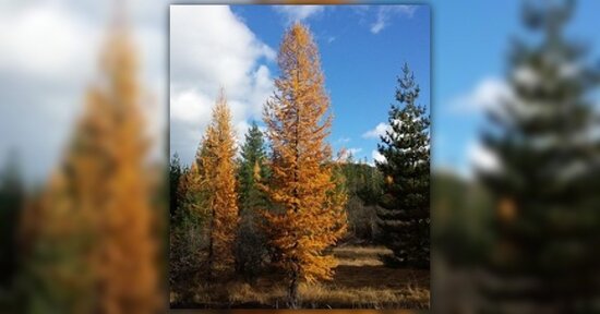 Fiori di Bach: l'autostima è un problema?