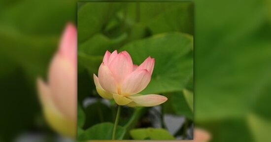 Fiori di Bach: non riesci a dire di no?