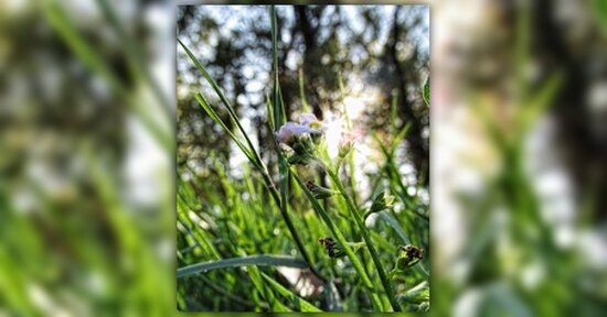 Fiori di Bach: sei ad un bivio e non sai cosa scegliere?
