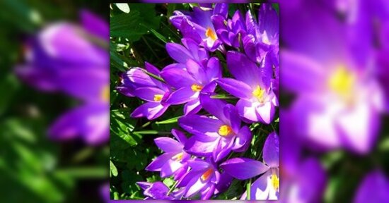 Fiori di Bach: sei insicuro e hai paura di sbagliare?