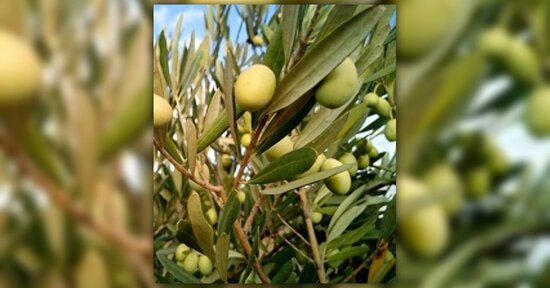 Fiori di Bach: ti senti stanco e stressato?