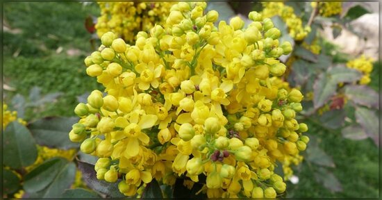 Fiori di Bach: timidezza e timore ti limitano?