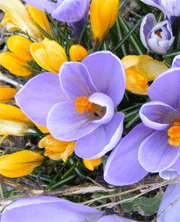 Fiori di Bach: una cura per le emozioni