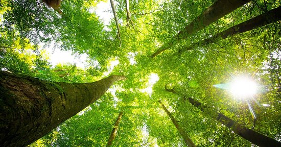 Forest therapy in Italia