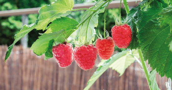 Ecco come coltivare i frutti di bosco sul tuo balcone