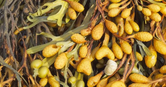 Fucus: alza il tuo metabolismo