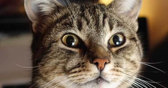 Gatti: perchè la ciotola umida?