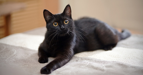 Gatto nero: miti da sfatare