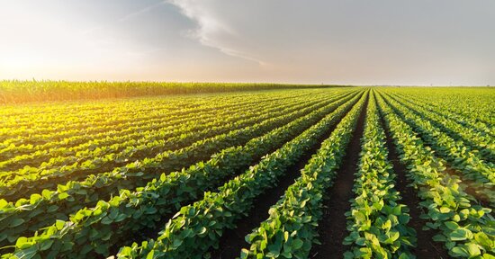 Gli EM (Microrganismi Effettivi) in Agricoltura