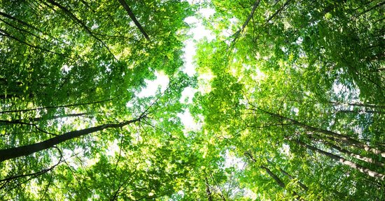 Gli Spiriti degli Alberi di Remedia