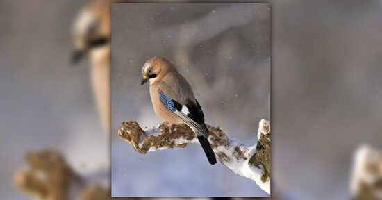 Gli uccelli selvatici in giardino