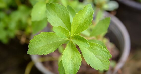Guida alla Coltivazione della Stevia