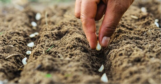 Guida alla semina: Tabella Orientativa per la Semina