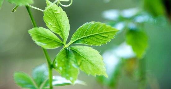 Gynostemma: proprietà, benefici e controindicazioni