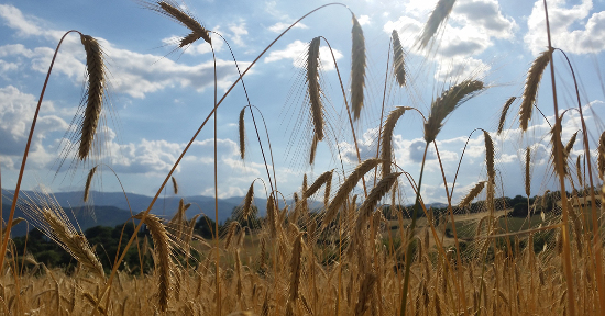 I 7 cereali in armonia con i giorni della settimana