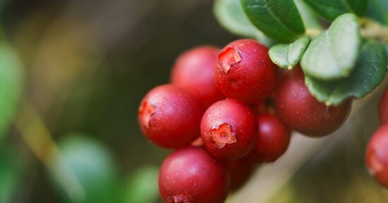 I benefici dell’uva ursina